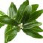 برگ درخت زیتون