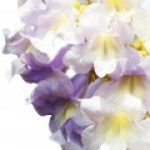 پالونیای شهبانو