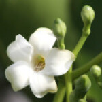 پوا کنی کنی