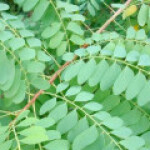 چوب‌ابریشمی سیلان