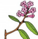 رودودندرون سیبری