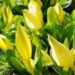 چراغ مرداب غربی