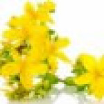 گل چای کوهی