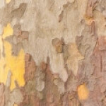 چنار آمریکائی