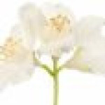 یاس شیروانی