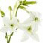 شکوفه تنباکو 