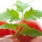 برگ گوجه فرنگی 