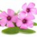 گل بنفشه ترشک