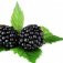 برگ توت سیاه