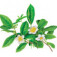 گل چای سبز