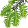 کاج نوئل