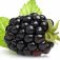 توت سیاه