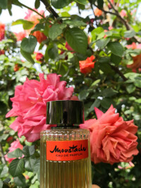 #روشاس مستاچ