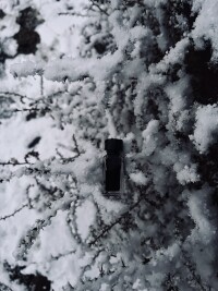 Pineward - murkwood