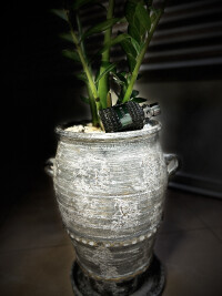 زنبق بهشتی…