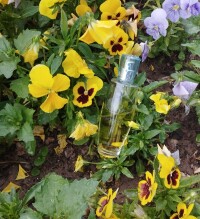 باران عشق در سرای عشق