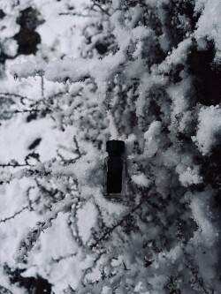 Pineward - murkwood