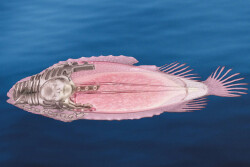 Womanity این انجیر ماهی پر حاشیه