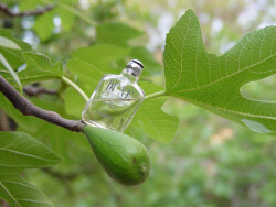 بهشت , قسمت اول : انجیر