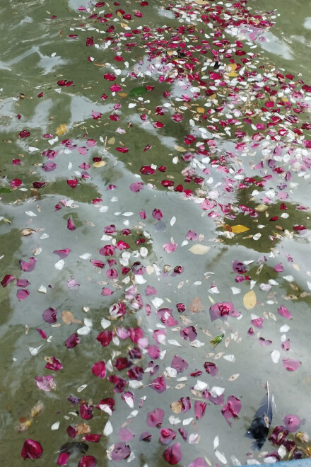 اولین روز زرد در اولین شهد زرد....