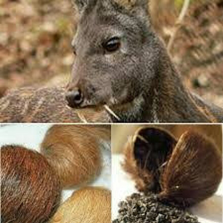 آهوی مشک و کیسه مشک