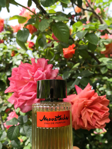 #روشاس مستاچ