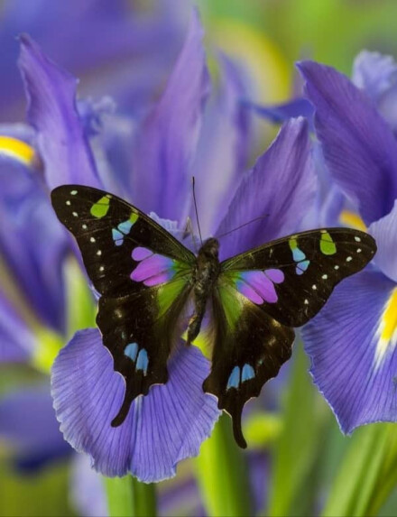 پر پروانه.....