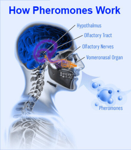 جادوی فرومون