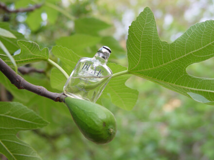 بهشت , قسمت اول : انجیر