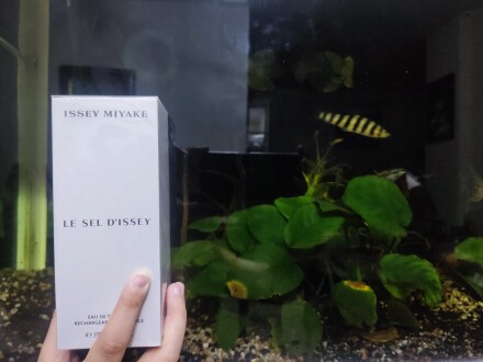 ایسی میاکه له سل د ایسی