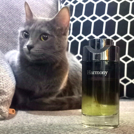 مارکوروسی هارمونی اینتنس