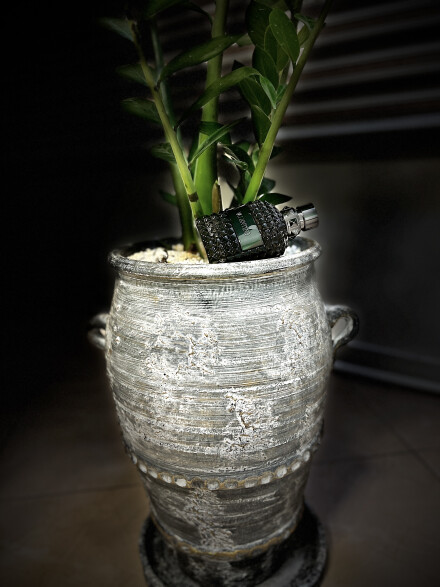 زنبق بهشتی…