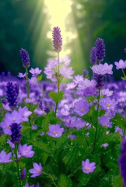 عطر عاطفه.....