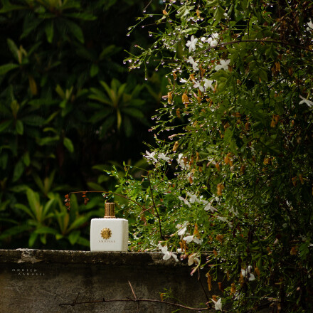 نَمِ باران، روی گلهای سپید...