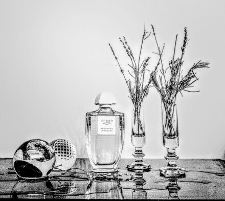 بهترین لوندر دنیا کجا کشت میشه ؟ 💜