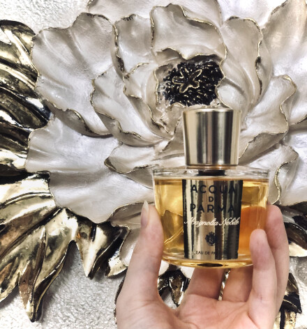 🤍Magnolia nobile🤍