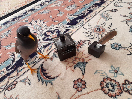 LALIQUE - Encre Noire A L'Extreme