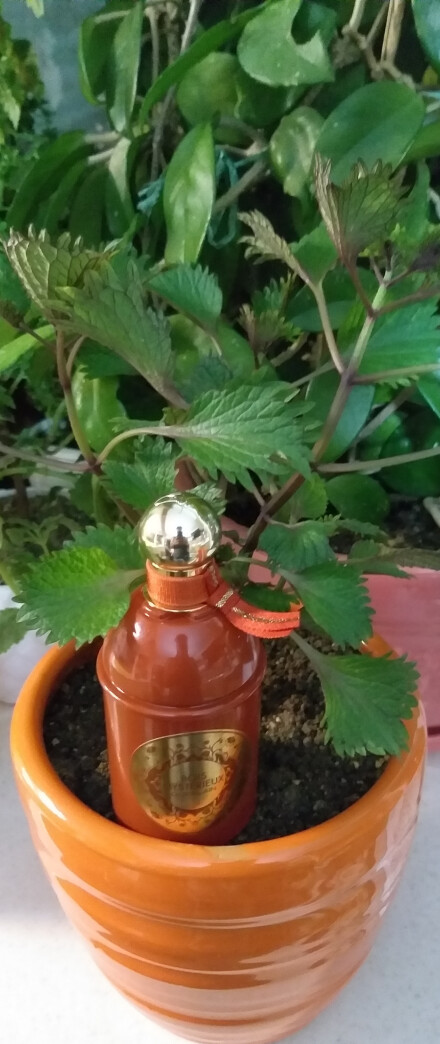 BOIS MYSTERIEUX BY GUERLAIN