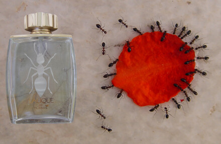 آرزوهای بزرگ 