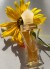 🌻🌞