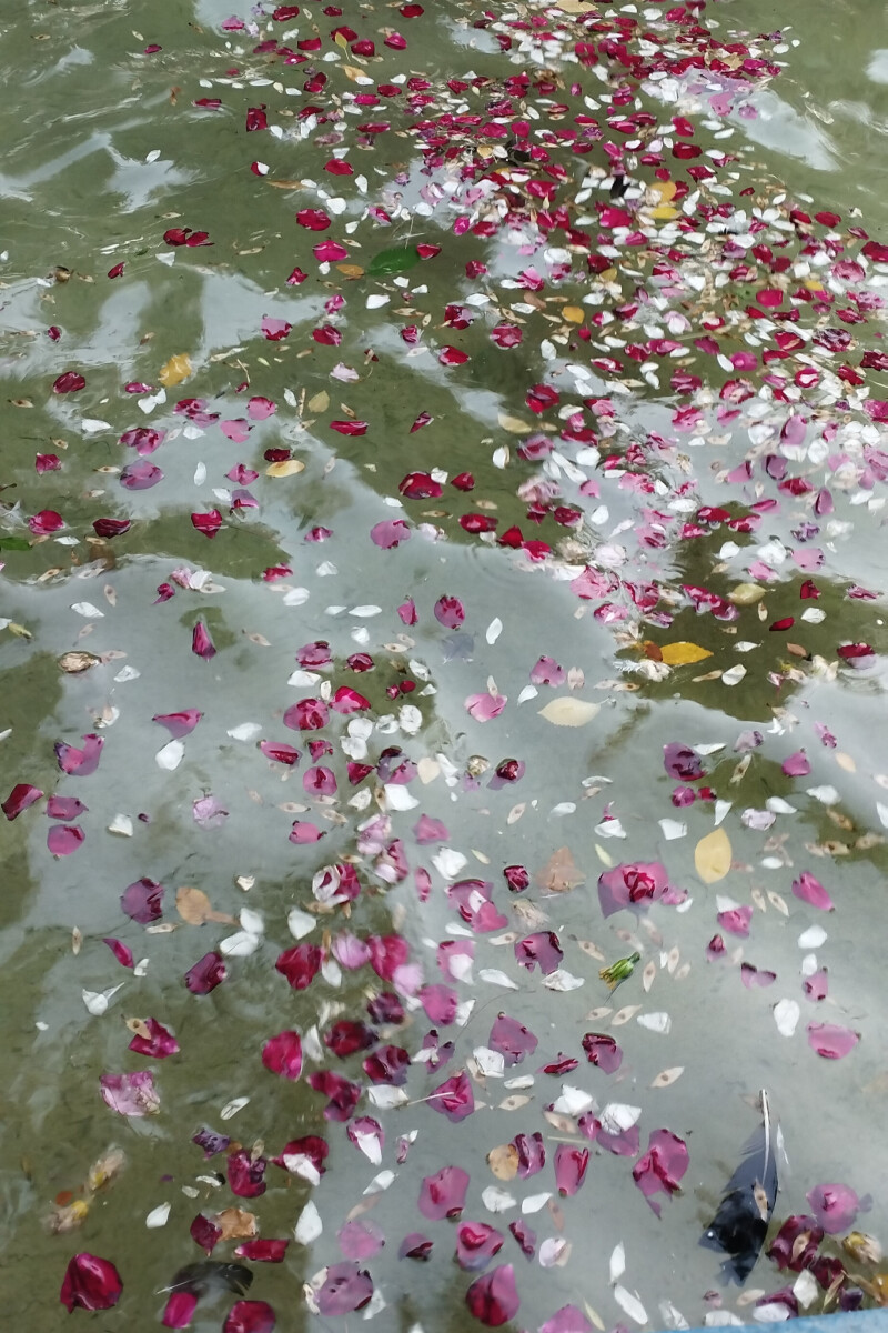 اولین روز زرد در اولین شهد زرد....