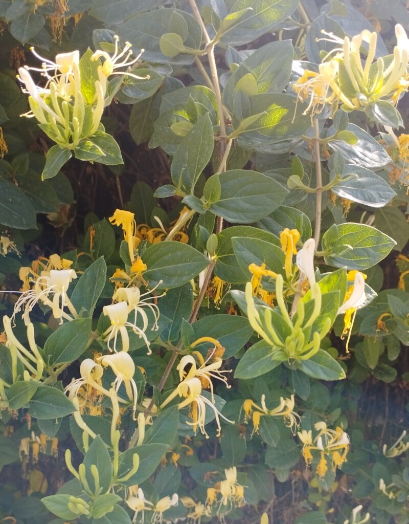 سبزینه ی کریپتون 