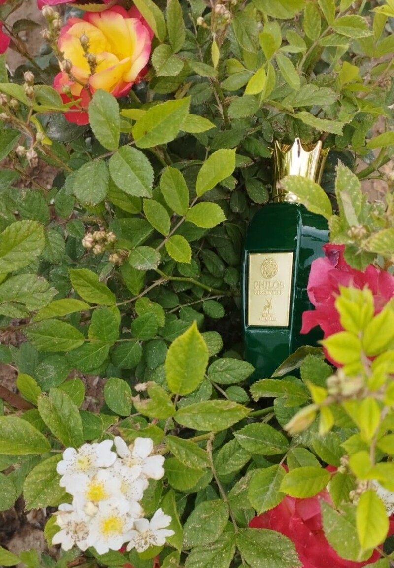 فیلوس سبز 