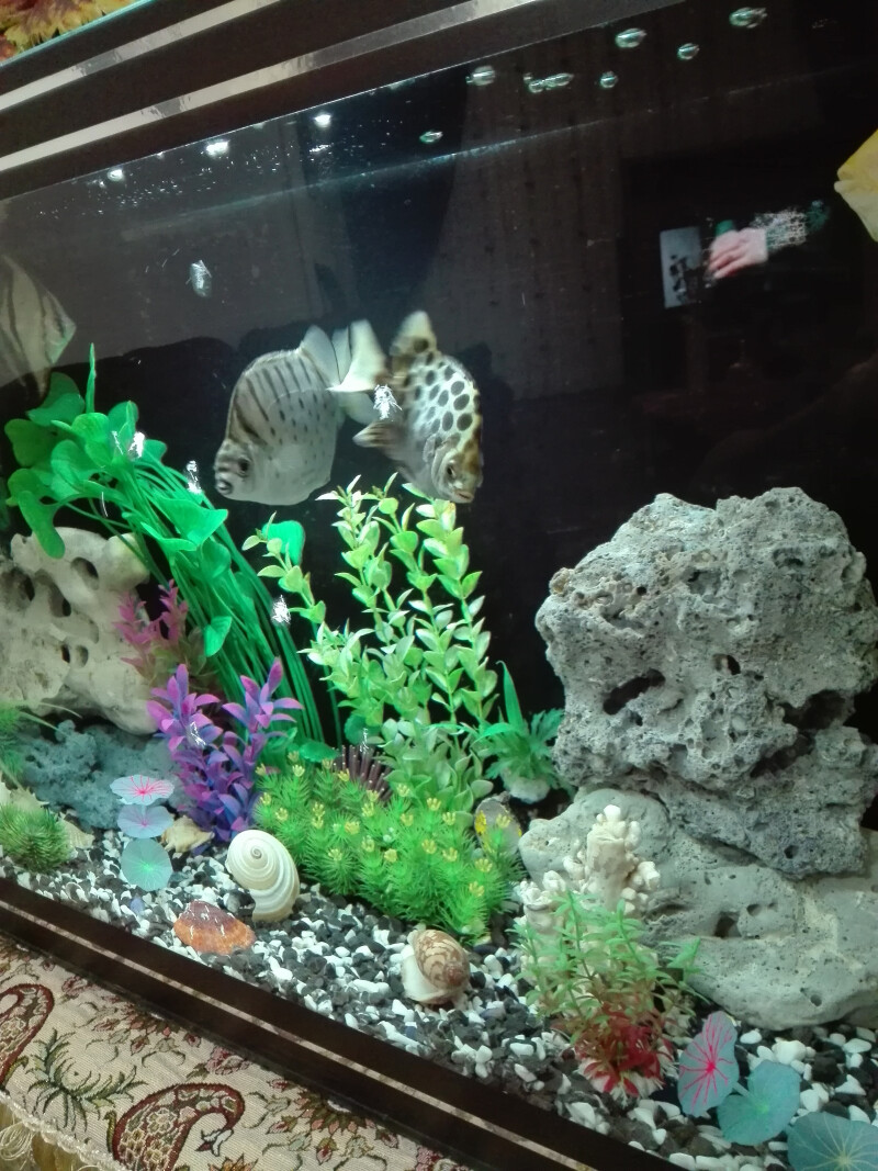 تامفورد توباکو عود