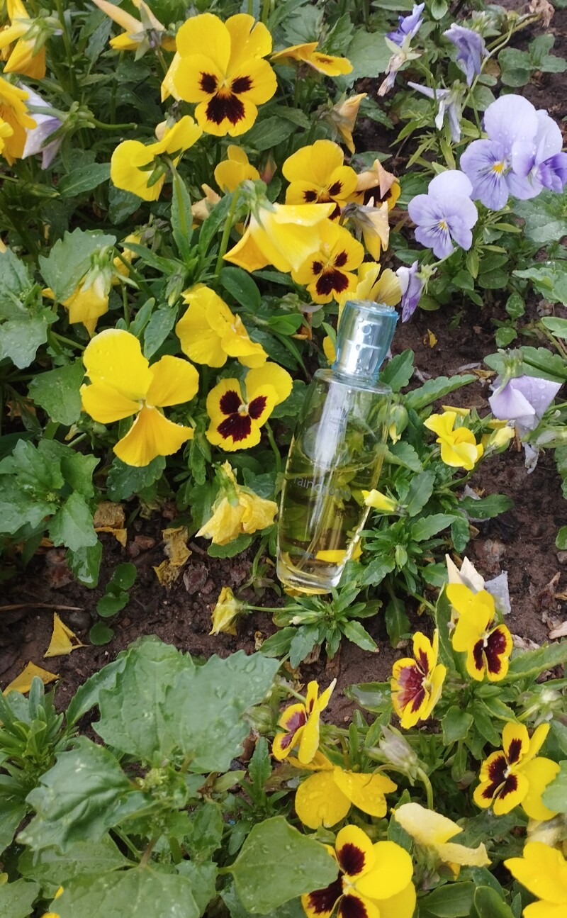 باران عشق در سرای عشق