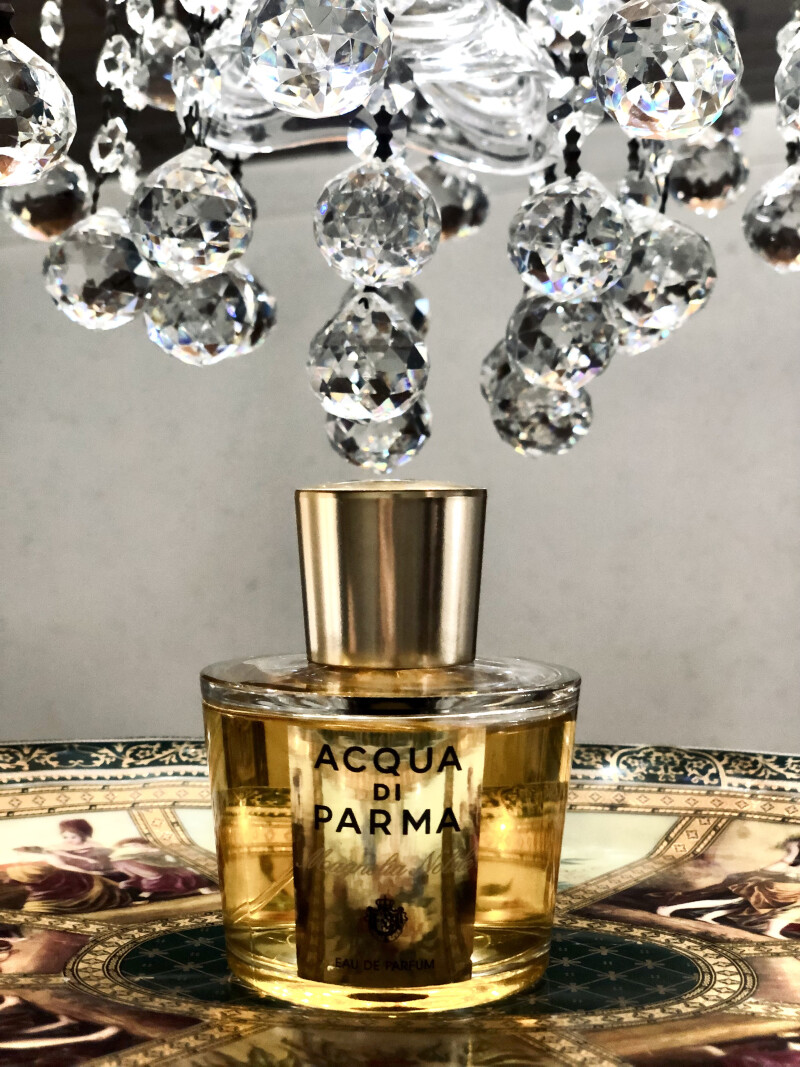 🤍Magnolia nobile🤍