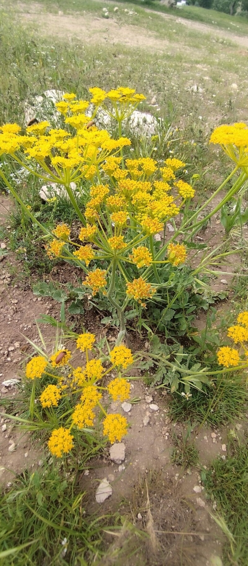 نجوایِ گلی