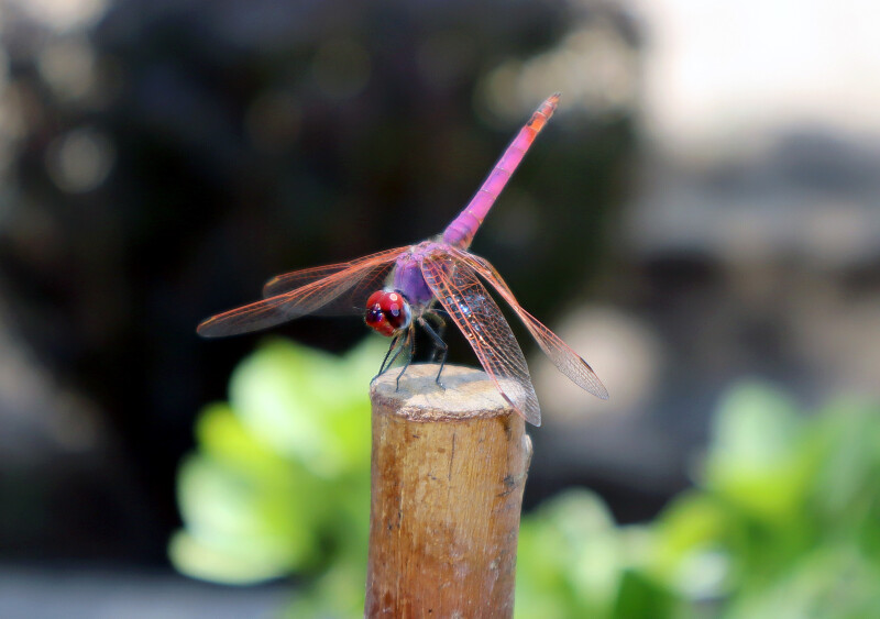 از هردری سخنی