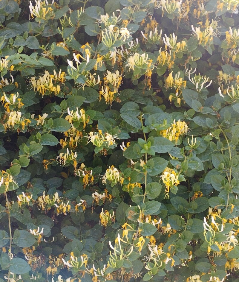 سبزینه ی کریپتون 