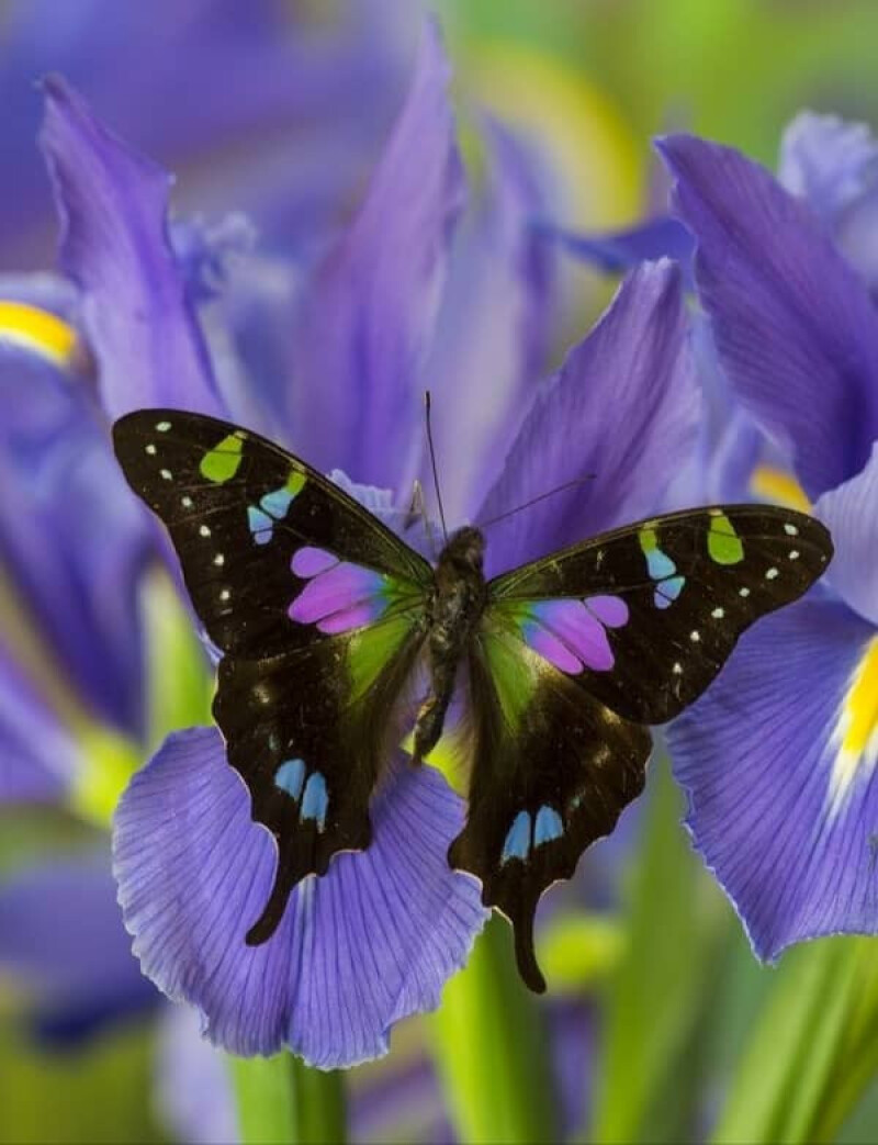 پر پروانه.....